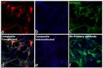 GST Antibody in Immunocytochemistry (ICC/IF)