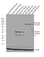 GST Antibody in Western Blot (WB)