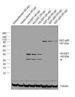 GST Antibody in Western Blot (WB)