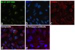 Ki-67 Antibody in Immunocytochemistry (ICC/IF)