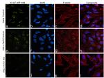 Ki-67 Antibody in Immunocytochemistry (ICC/IF)