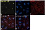 Ki-67 Antibody in Immunocytochemistry (ICC/IF)