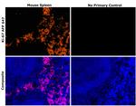 Ki-67 Antibody in Immunohistochemistry (Paraffin) (IHC (P))