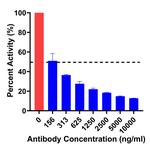 CD28 Antibody