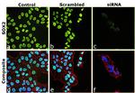 SOX2 Antibody in Immunocytochemistry (ICC/IF)