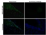 SOX2 Antibody in Immunohistochemistry (Paraffin) (IHC (P))