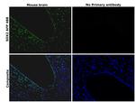 SOX2 Antibody in Immunohistochemistry (Paraffin) (IHC (P))