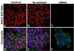 SOX2 Antibody in Immunocytochemistry (ICC/IF)