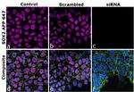 SOX2 Antibody in Immunocytochemistry (ICC/IF)