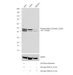 ERK1/2 Antibody in Western Blot (WB)