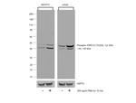 ERK1/2 Antibody in Western Blot (WB)