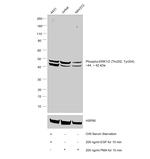 ERK1/2 Antibody in Western Blot (WB)