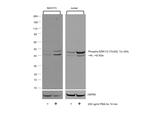 ERK1/2 Antibody in Western Blot (WB)