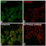 Parkin Antibody in Immunocytochemistry (ICC/IF)