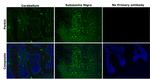 Parkin Antibody in Immunohistochemistry (Paraffin) (IHC (P))