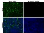 Parkin Antibody in Immunohistochemistry (Paraffin) (IHC (P))