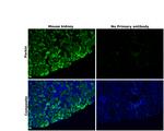 Parkin Antibody in Immunohistochemistry (Paraffin) (IHC (P))