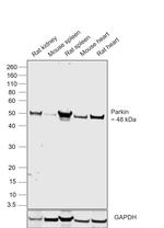 Parkin Antibody in Western Blot (WB)