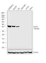 OCT4 Antibody in Western Blot (WB)