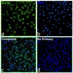 IL-17A Antibody in Immunocytochemistry (ICC/IF)