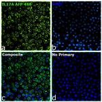 IL-17A Antibody in Immunocytochemistry (ICC/IF)