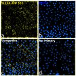 IL-17A Antibody in Immunocytochemistry (ICC/IF)