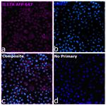 IL-17A Antibody in Immunocytochemistry (ICC/IF)