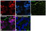 GATA-3 Antibody in Immunocytochemistry (ICC/IF)