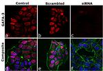 GATA-3 Antibody in Immunocytochemistry (ICC/IF)