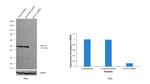 GATA-3 Antibody in Western Blot (WB)