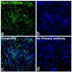 GATA-3 Antibody in Immunocytochemistry (ICC/IF)