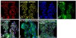 GATA-3 Antibody in Immunocytochemistry (ICC/IF)