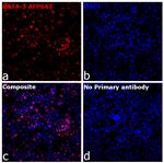 GATA-3 Antibody in Immunocytochemistry (ICC/IF)