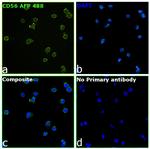 CD56 (NCAM) Antibody in Immunocytochemistry (ICC/IF)