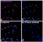 CD56 (NCAM) Antibody in Immunocytochemistry (ICC/IF)