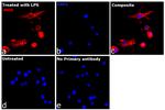 iNOS Antibody in Immunocytochemistry (ICC/IF)