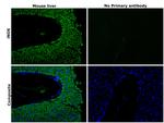 iNOS Antibody in Immunohistochemistry (Paraffin) (IHC (P))