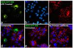 iNOS Antibody in Immunocytochemistry (ICC/IF)