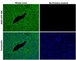 iNOS Antibody in Immunohistochemistry (Paraffin) (IHC (P))