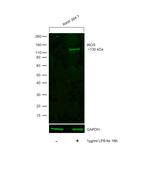 iNOS Antibody in Western Blot (WB)