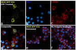 iNOS Antibody in Immunocytochemistry (ICC/IF)