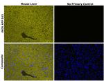 iNOS Antibody in Immunohistochemistry (Paraffin) (IHC (P))