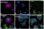 iNOS Antibody