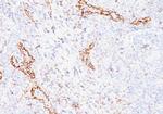 VEGF (Vascular Endothelial Growth Factor) Antibody in Immunohistochemistry (Paraffin) (IHC (P))