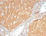 VEGF (Vascular Endothelial Growth Factor) Antibody in Immunohistochemistry (Paraffin) (IHC (P))