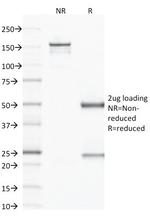 VEGF (Vascular Endothelial Growth Factor) Antibody in SDS-PAGE (SDS-PAGE)