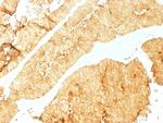 Villin (GI-Mucosal and Urogenital Brush Border Marker) Antibody in Immunohistochemistry (Paraffin) (IHC (P))