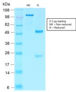 Villin (GI-Mucosal and Urogenital Brush Border Marker) Antibody in SDS-PAGE (SDS-PAGE)