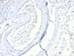 Villin Antibody in Immunohistochemistry (Paraffin) (IHC (P))