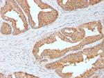 Ezrin/p81 Antibody in Immunohistochemistry (Paraffin) (IHC (P))